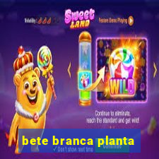 bete branca planta